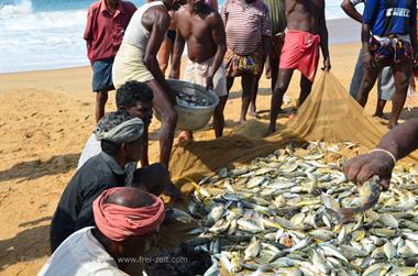 Fishing with net, Chowara Beach,_DSC_9924_H600